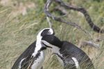 safrica10_image43.jpg